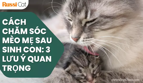 Cách chăm sóc mèo mẹ sau sinh con: 3 lưu ý quan trọng