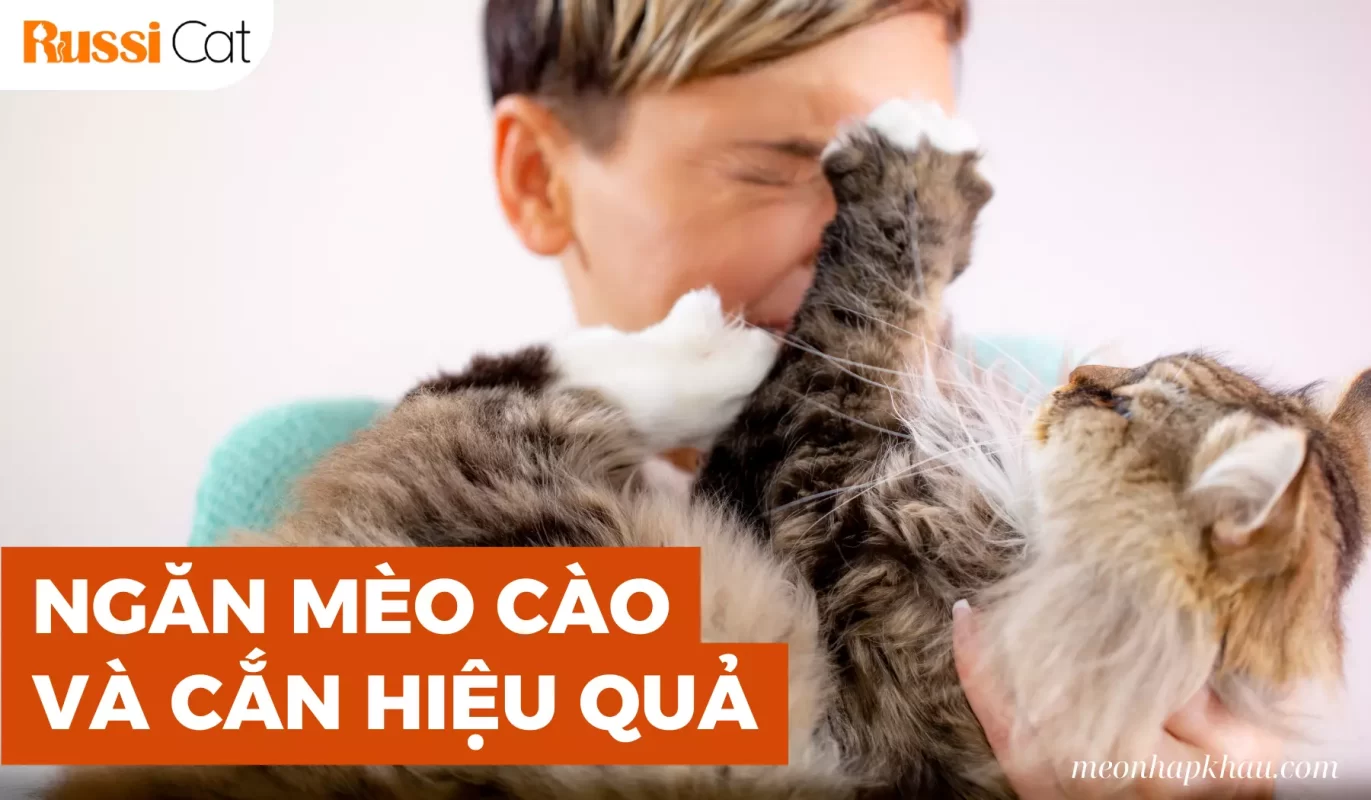 Ngăn Mèo Cào Và Cắn Hiệu Quả