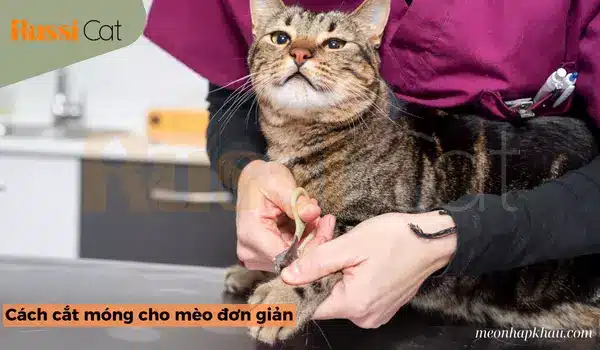 Cách Cắt Móng Cho Mèo đơn Giản