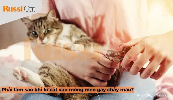 Phải Làm Sao Khi Lỡ Cắt Vào Móng Mèo Gây Chảy Máu