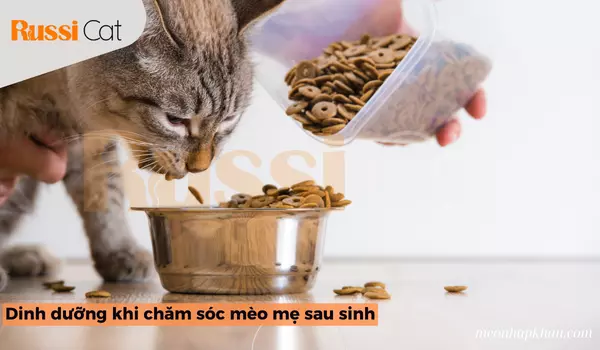 Dinh Dưỡng Khi Chăm Sóc Mèo Mẹ Sau Sinh