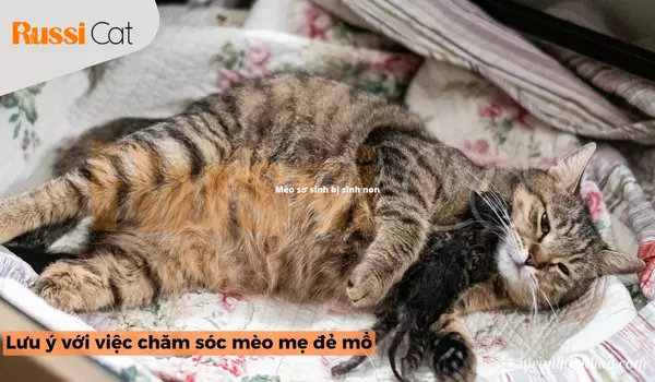 Lưu ý Với Việc Chăm Sóc Mèo Mẹ đẻ Mổ