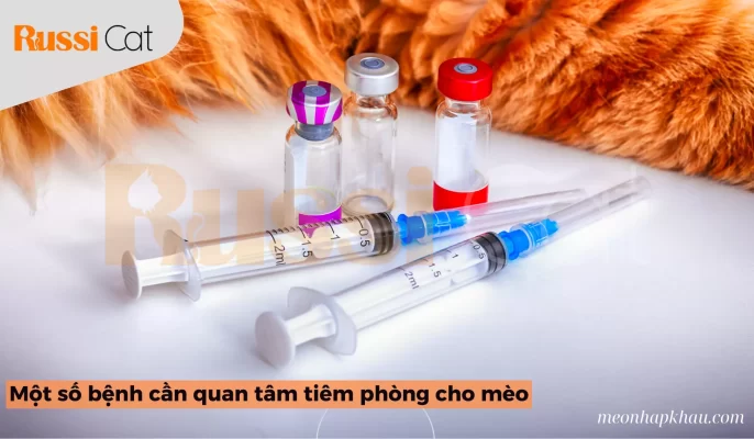 Một Số Bệnh Cần Quan Tâm Tiêm Phòng Cho Mèo