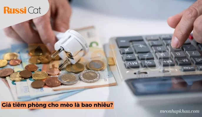 Giá Tiêm Phòng Cho Mèo Là Bao Nhiêu