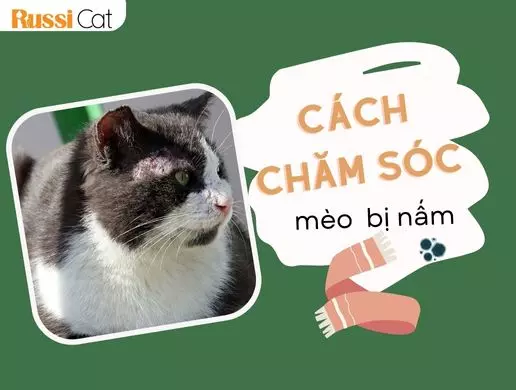 Cách Chăm Sóc Mèo Bị Nấm Hiệu Quả