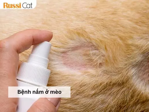 Cách Chăm Sóc Mèo Bị Nấm Hiệu Quả