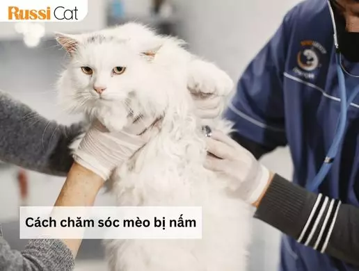 Cách Chăm Sóc Mèo Bị Nấm Hiệu Quả